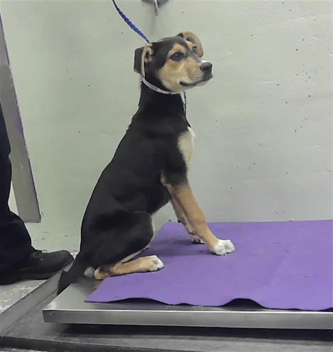 A baby small-sized female German Shepherd Dog dog named Mocha for adoption in Houston, TX