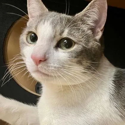 An adult large-sized male Domestic Short Hair cat named Smokey for adoption in Burlington, WA