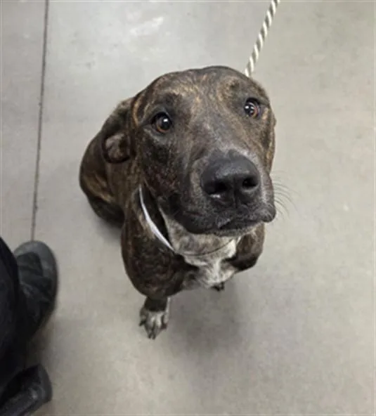 A young large-sized female Pit Bull Terrier dog named Yolanda for adoption in Phoenix, AZ