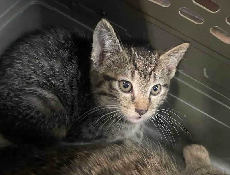A baby medium-sized male Domestic Short Hair cat named Rubio for adoption in Chico, CA