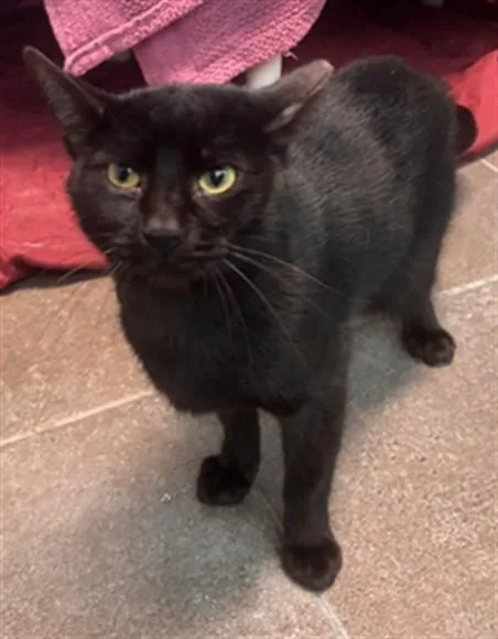 A young large-sized male Domestic Short Hair cat named Spencer for adoption in Fort Lauderdale, FL