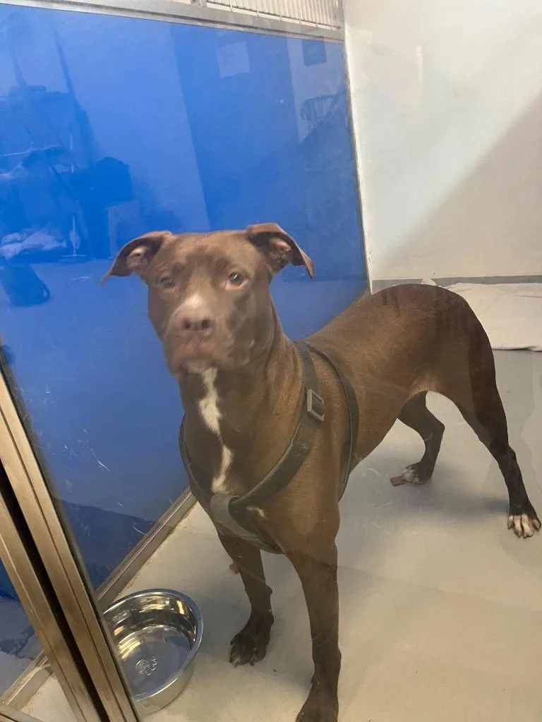 A young large-sized female Terrier dog named Iris for adoption in New Kensington, PA