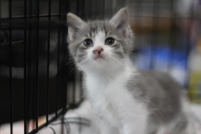 A baby small-sized male Gray & White Domestic Short Hair cat named Scrappy for adoption in Ottumwa, IA