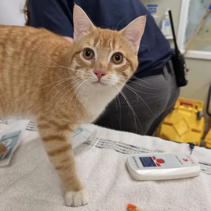 A young medium-sized male Orange / Red Domestic Short Hair cat named Gabe for adoption in East Smithfield , PA