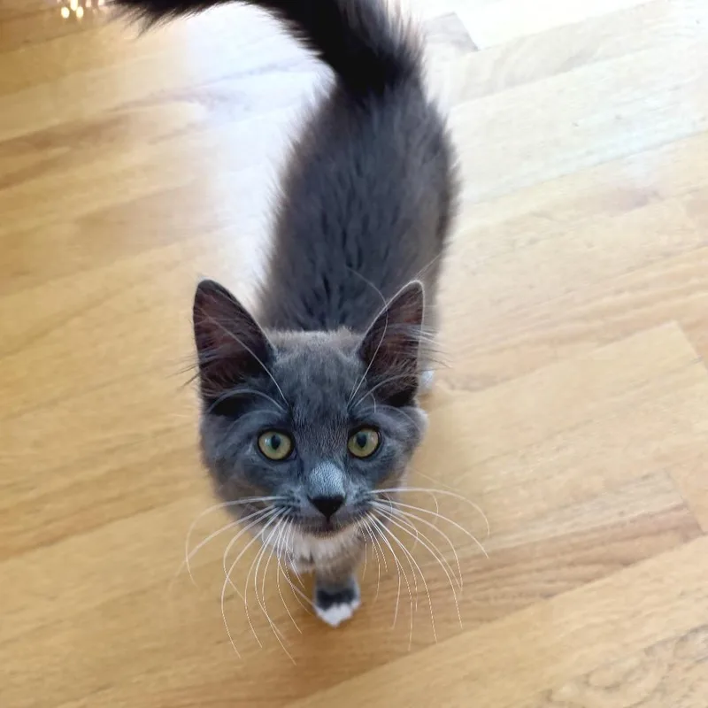 A baby small-sized female Gray / Blue / Silver Domestic Long Hair cat named Stacy for adoption in Hopkinton, MA