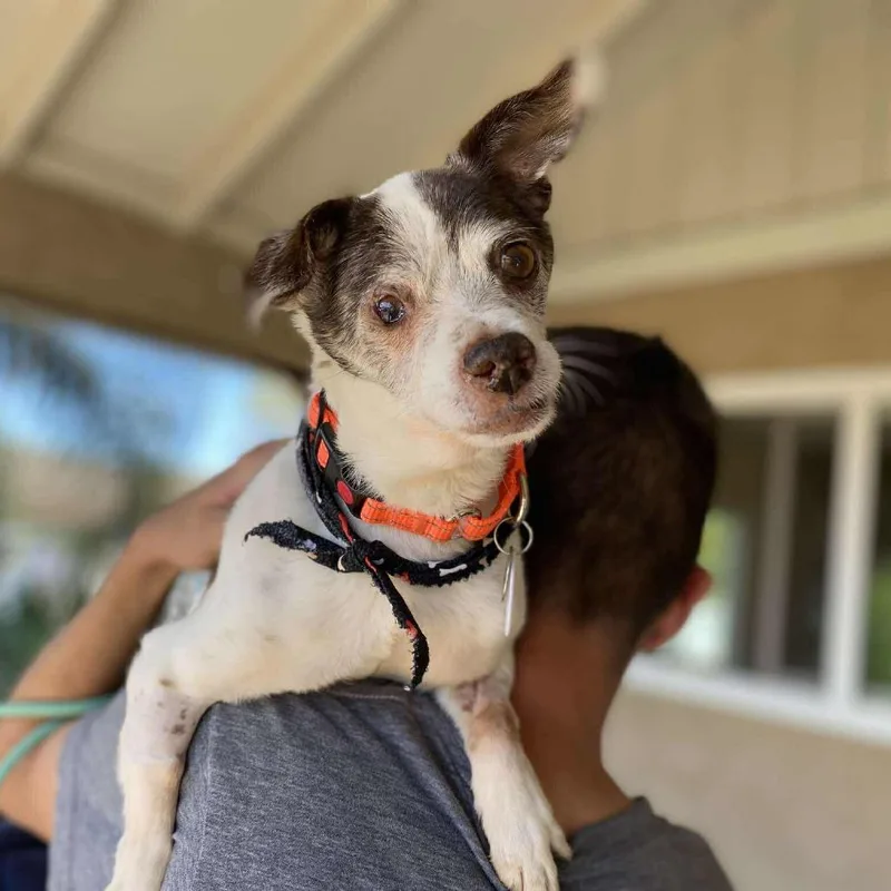 A senior small-sized male Brown / Chocolate Chihuahua dog named Eloy for adoption in Ramona, CA