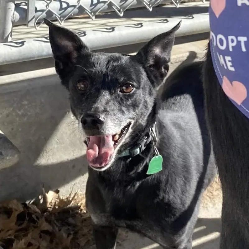 A senior small-sized female Black Terrier dog named Ladybug for adoption in Andover, MA