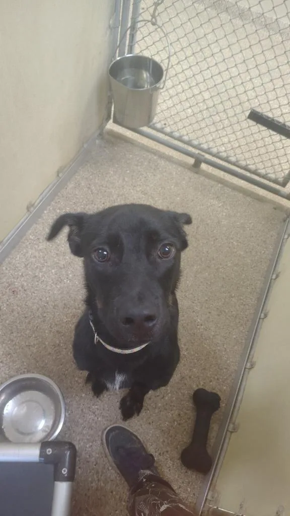 A young medium-sized male Terrier dog named Buck for adoption in Great Bend, KS