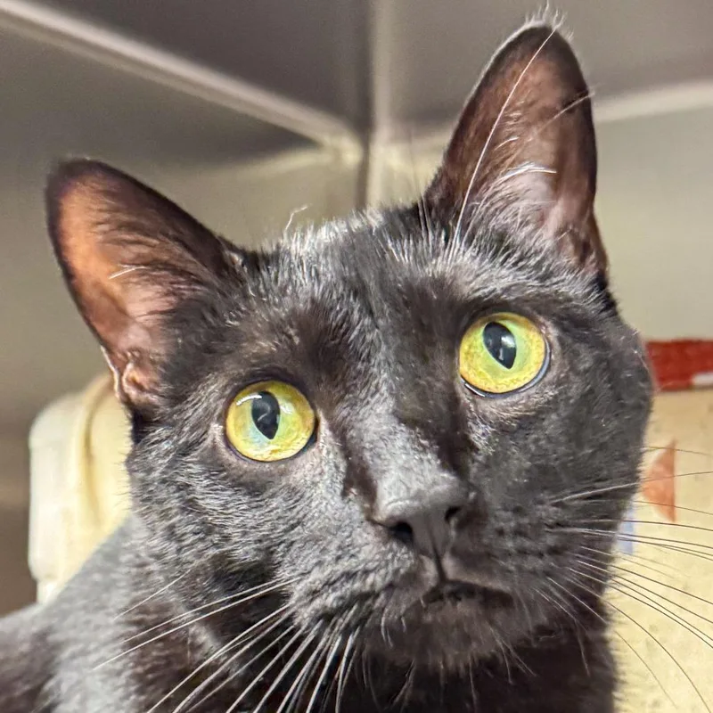 An adult large-sized female Black Domestic Short Hair cat named Chonk for adoption in Kennebunk, ME