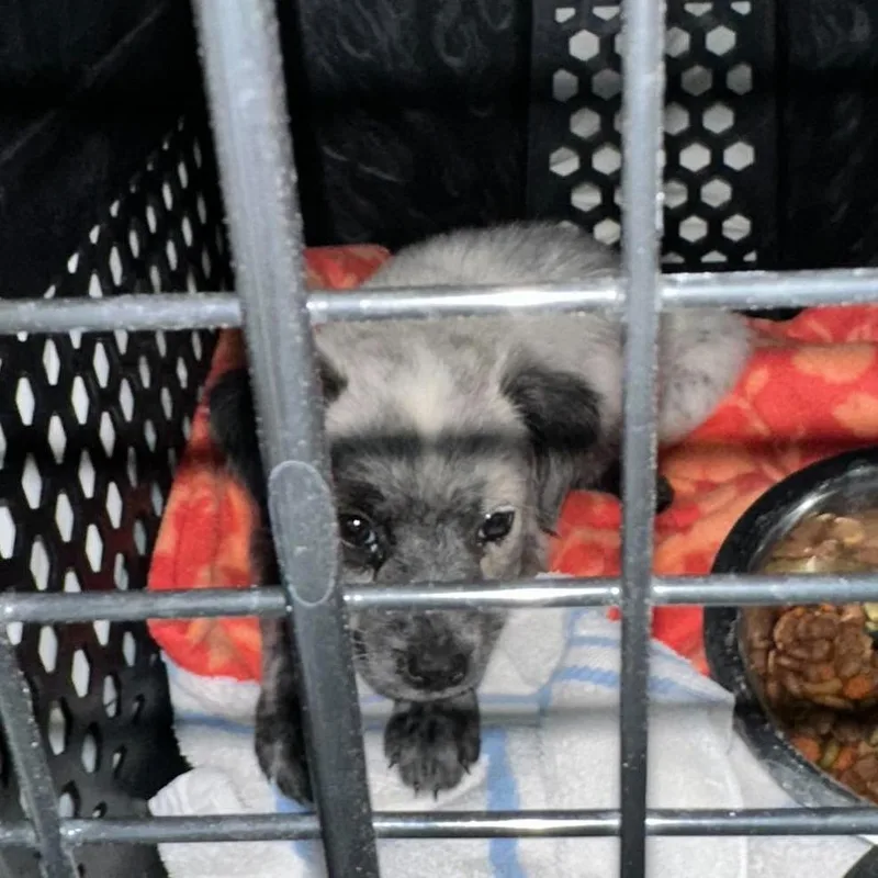 A baby medium-sized male Gray / Blue / Silver Australian Cattle Dog / Blue Heeler dog named Mozzy for adoption in Bastrop, TX