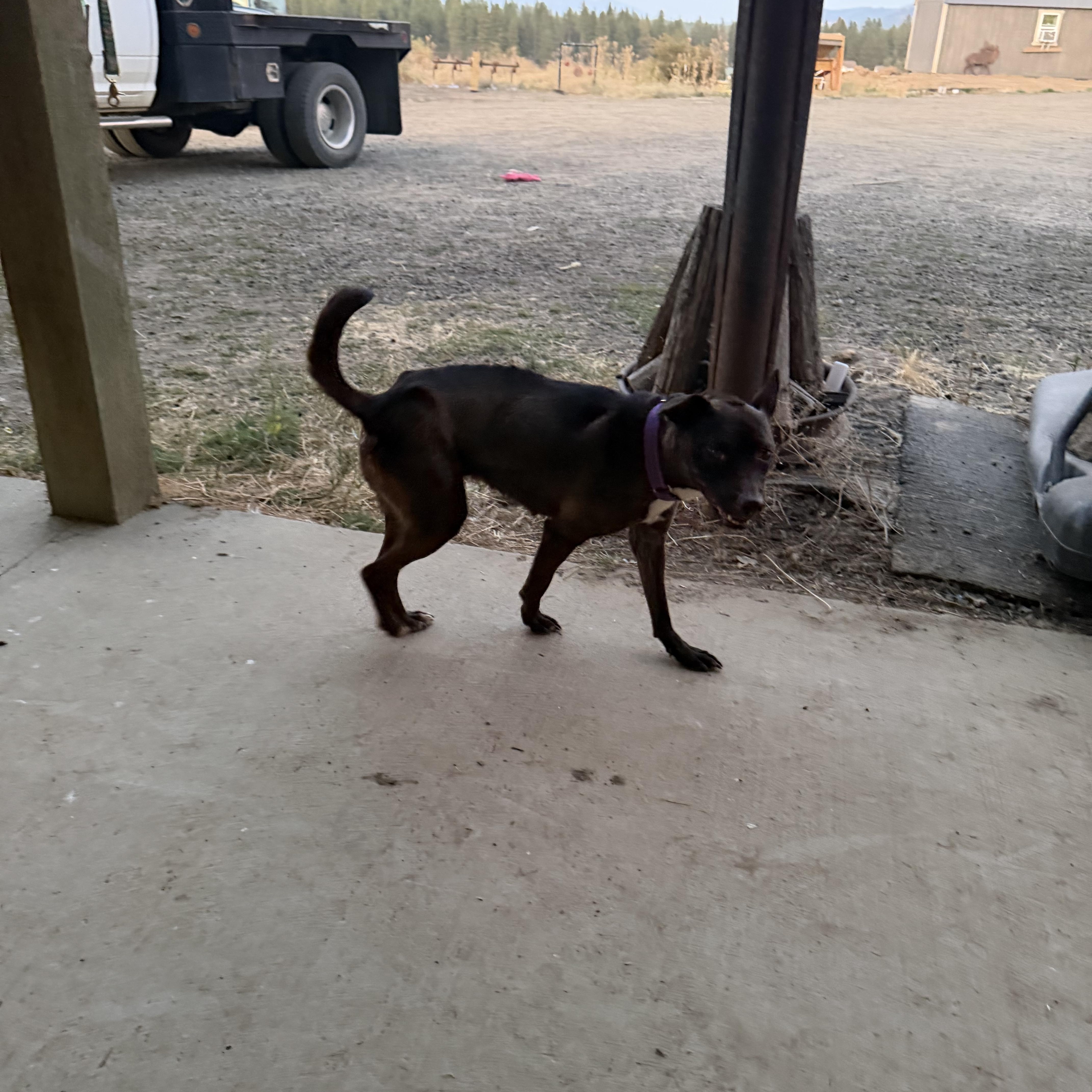 An adult small-sized female Bicolor Chihuahua dog named Sevara for adoption in Plummer, ID
