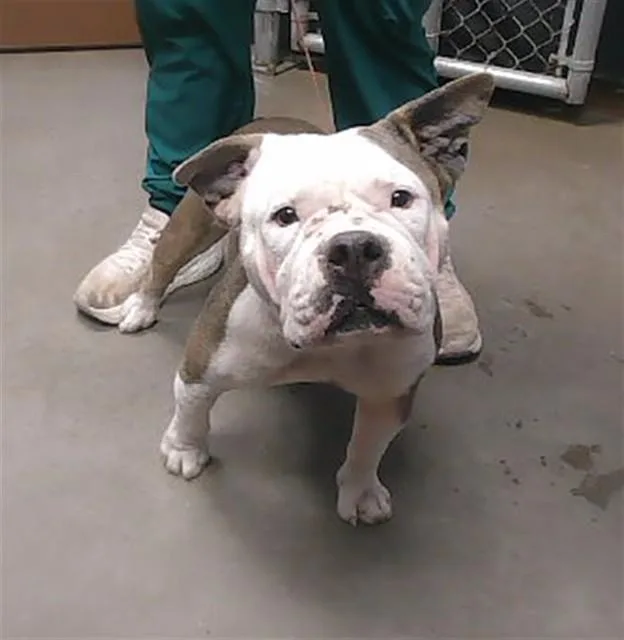 An adult large-sized female English Bulldog dog named Rapunzel for adoption in Phoenix, AZ
