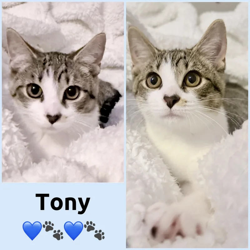 A baby small-sized male Tabby (Gray / Blue / Silver) Domestic Short Hair cat named Tony for adoption in Louisville, KY