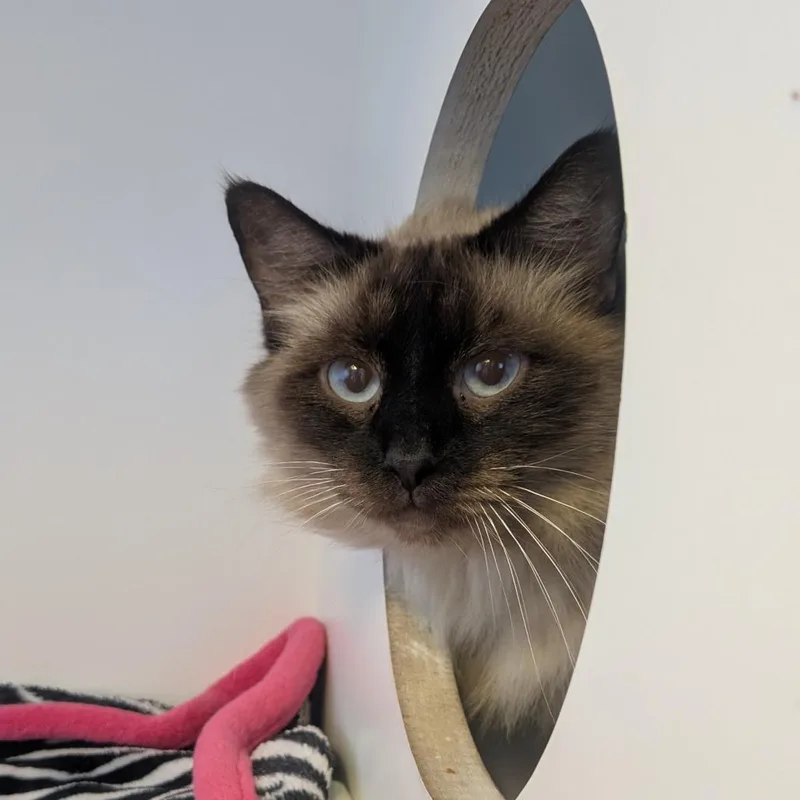 An adult medium-sized female Brown / Chocolate Domestic Long Hair cat named Arabella for adoption in Uniontown, PA