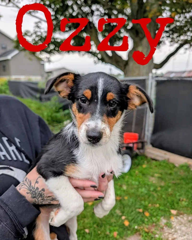 Ozzy