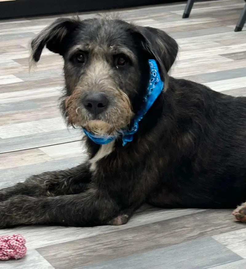 An adult large-sized male Giant Schnauzer dog named Lafayette for adoption in Gainesville, VA