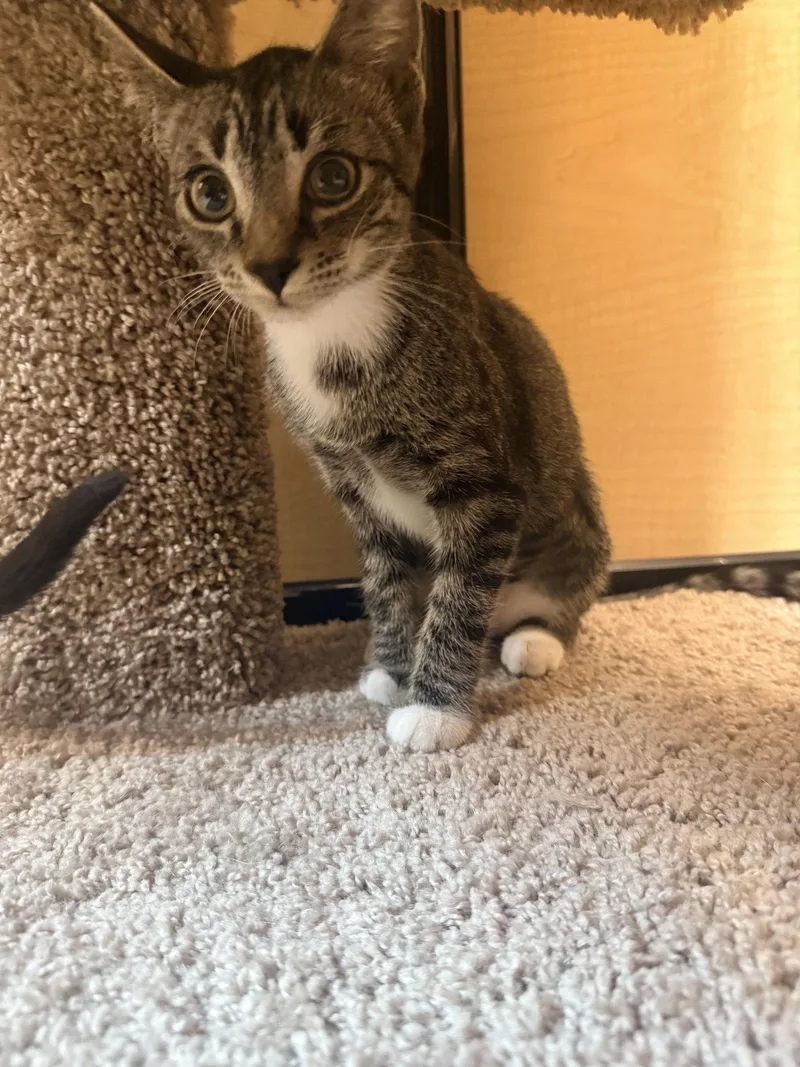 A baby medium-sized female Tiger cat named Rogue for adoption in Wesley Chapel, FL