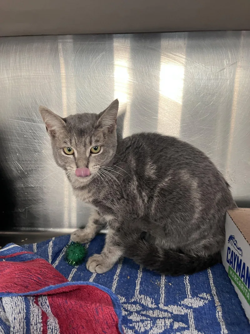 A young medium-sized male Domestic Short Hair cat named Miller for adoption in Carrollton, GA