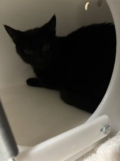 A young small-sized female Domestic Short Hair cat named Peggy for adoption in Albuquerque, NM