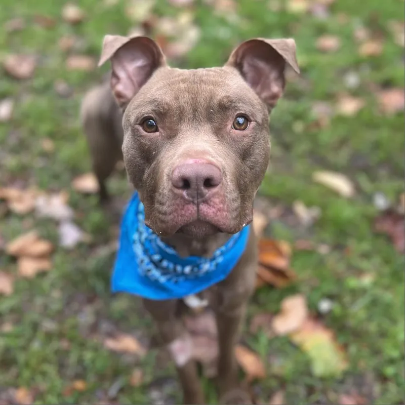 Mouse Aka Max thumbnail 2