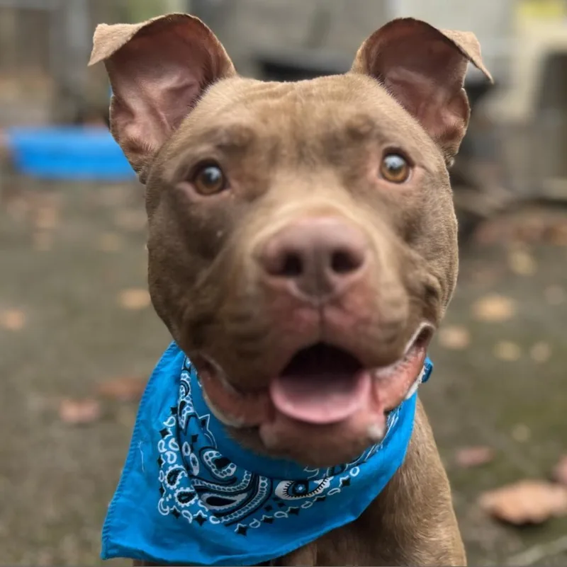 Mouse Aka Max thumbnail 3