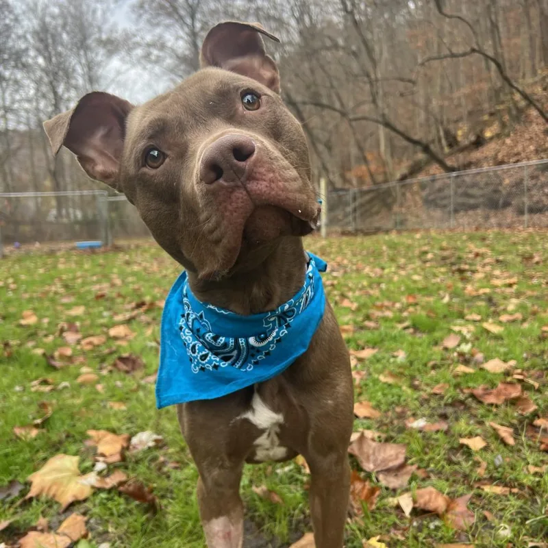 Mouse Aka Max thumbnail 4