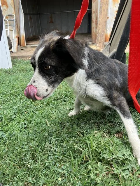 An adult small-sized female Mixed Breed dog named Baby for adoption in Dallas, TX