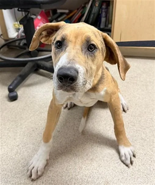 A young small-sized male Catahoula Leopard Dog dog named Baloo for adoption in Riverside, CA