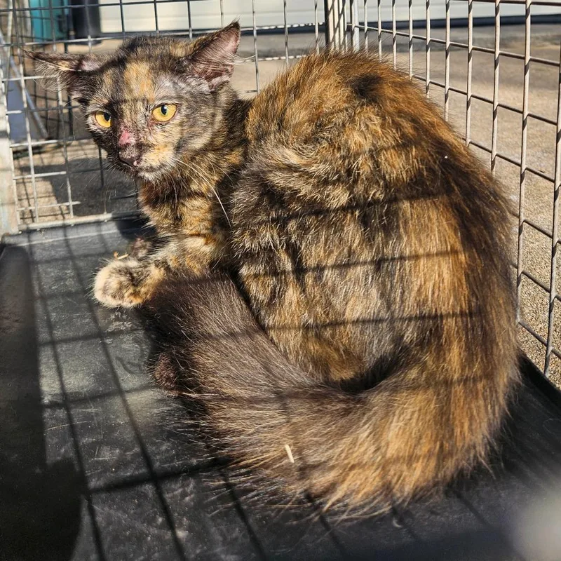 A young small-sized female Torbie American Wirehair cat named Selene for adoption in Lake Jackson, TX