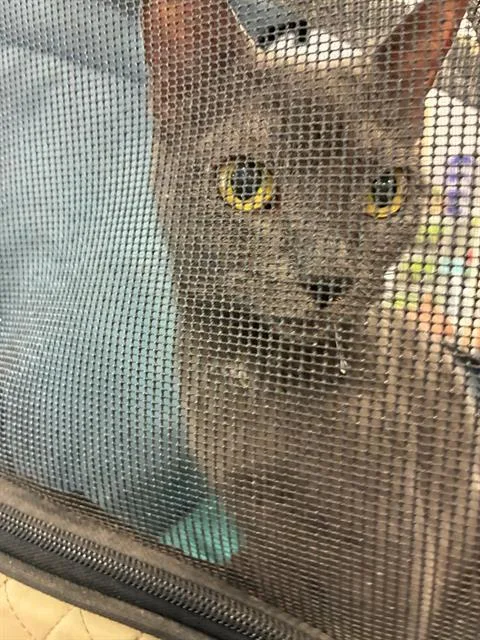 A young large-sized female Domestic Short Hair cat named London for adoption in Palmetto, FL