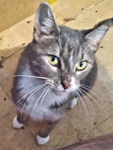 A young medium-sized female Gray & White Domestic Short Hair cat named Skye for adoption in Rutherfordton, NC