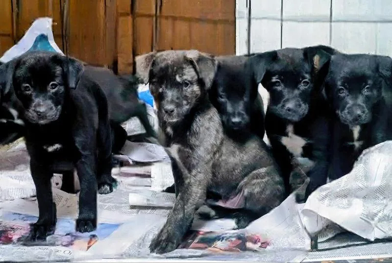 Cindy Lou Who thumbnail 2