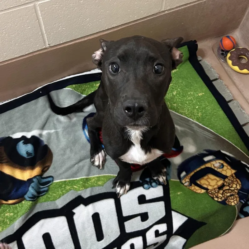 A young medium-sized female Black Pit Bull Terrier dog named Sun for adoption in Reno, NV
