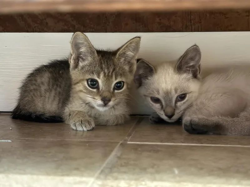 A baby small-sized female Tabby cat named Juniper for adoption in Saint Augustine, FL