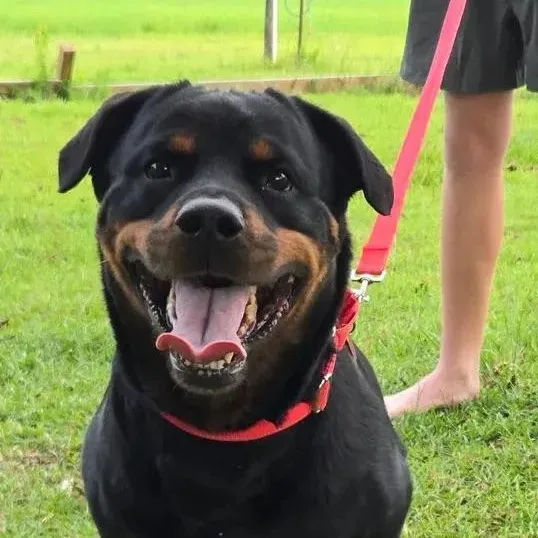 An adult large-sized female Black Rottweiler dog named Lexi for adoption in Polk, OH
