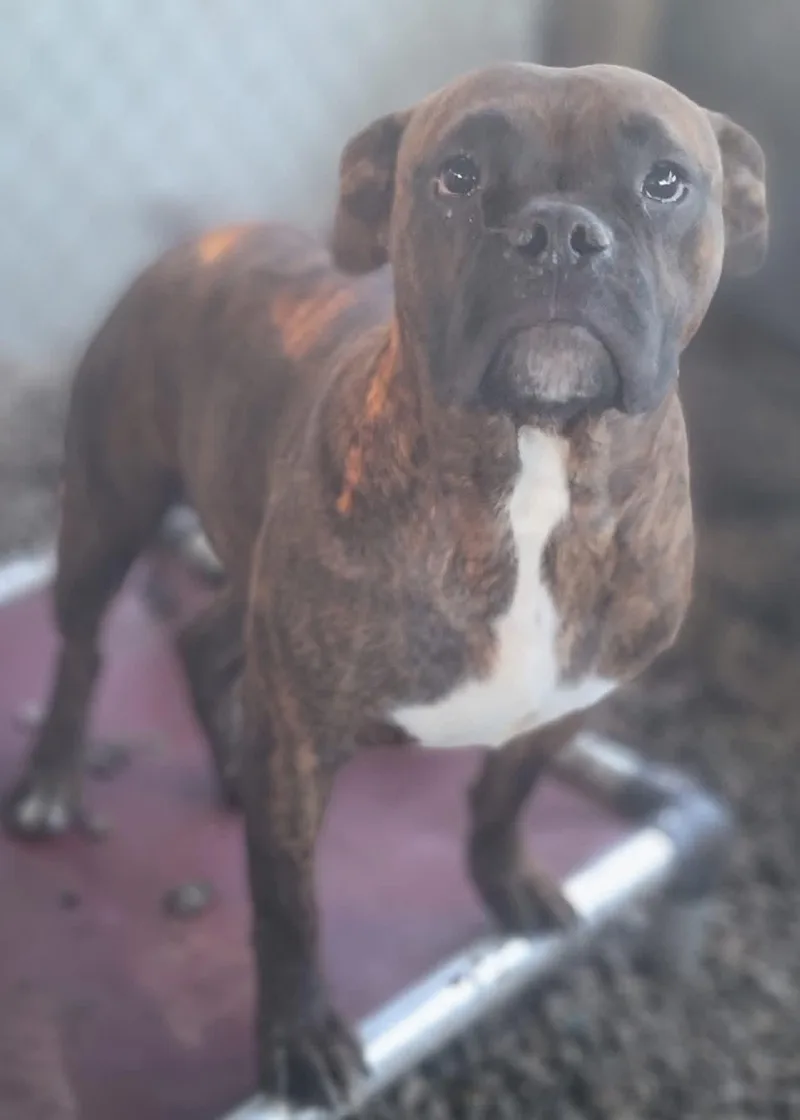 A young medium-sized male Boxer dog named Pi for adoption in Fountaintown, IN