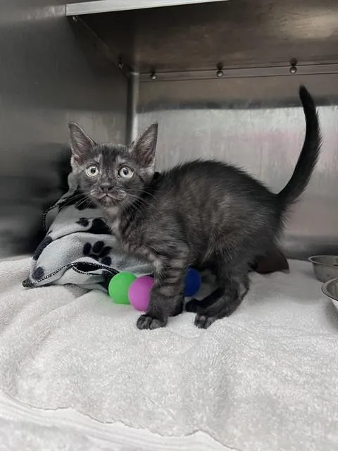 A baby small-sized female Domestic Short Hair cat named Annabeth for adoption in Tallahassee, FL