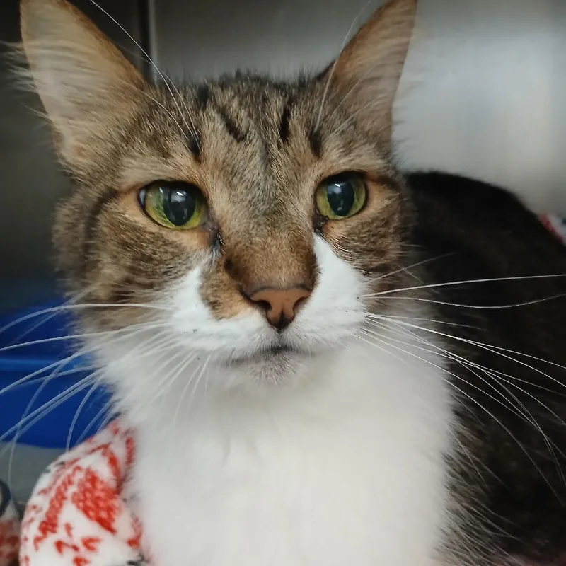 A senior large-sized female Brown / Chocolate Domestic Short Hair cat named Lulu for adoption in New York, NY