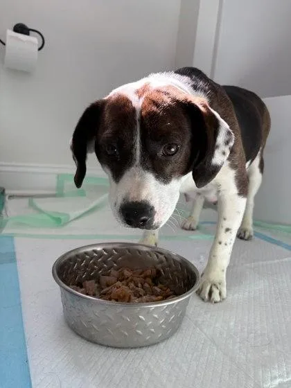 An adult medium-sized female Beagle dog named Mabel for adoption in King William, VA
