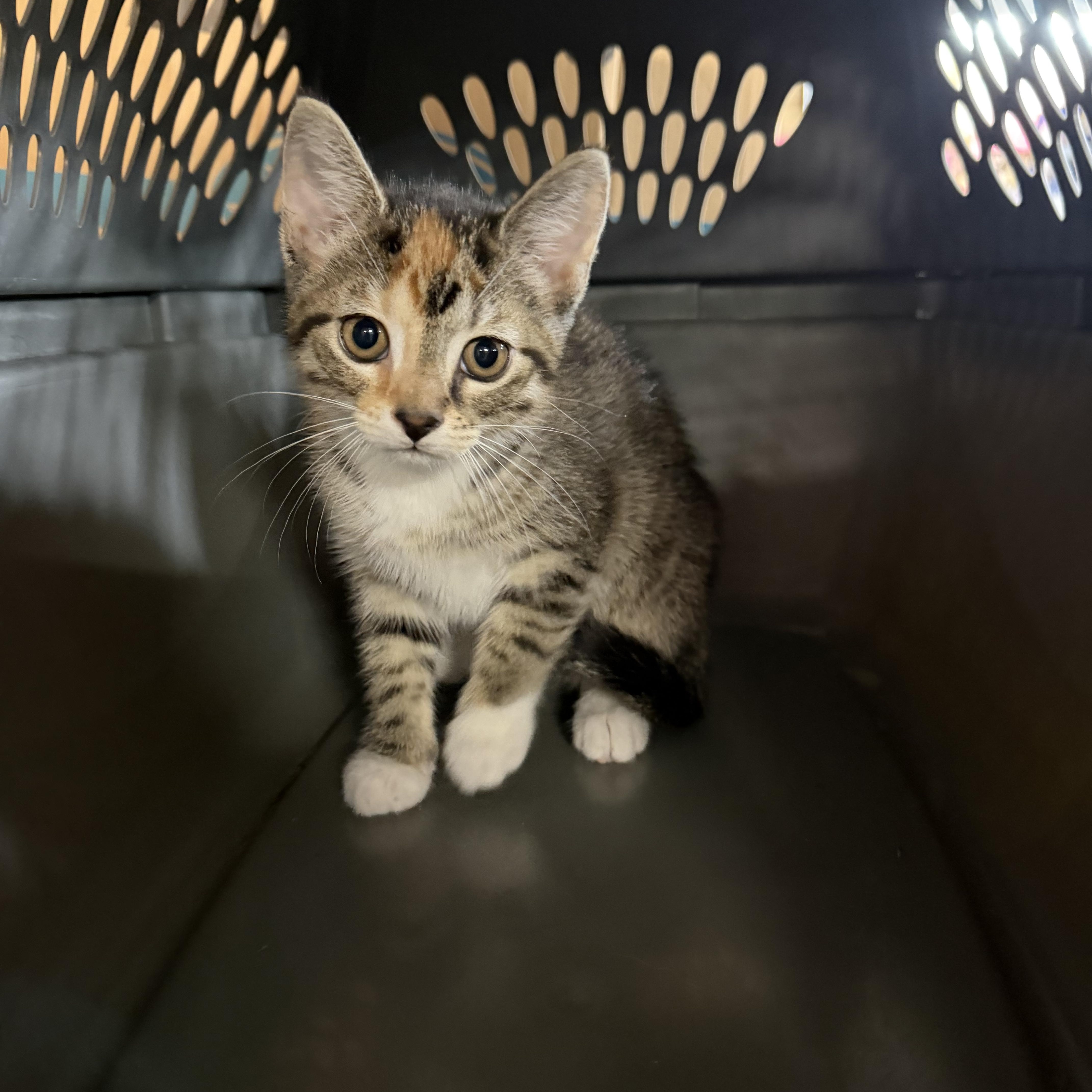 A baby small-sized female Torbie cat named Ann for adoption in Mauston, WI