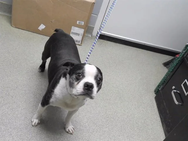 A young small-sized male Boston Terrier dog named Linus for adoption in Omaha, NE