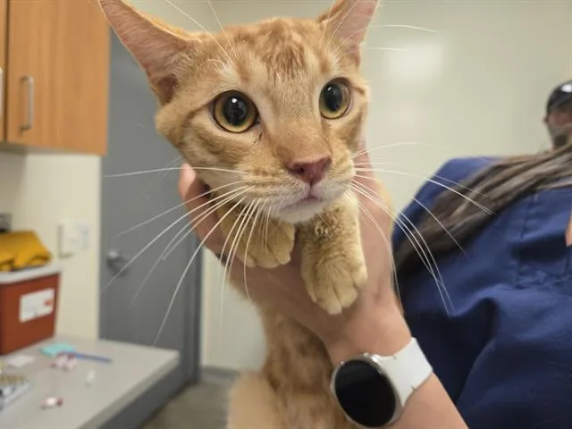 A young medium-sized male Domestic Short Hair cat named Pork Chop for adoption in Auburn, CA