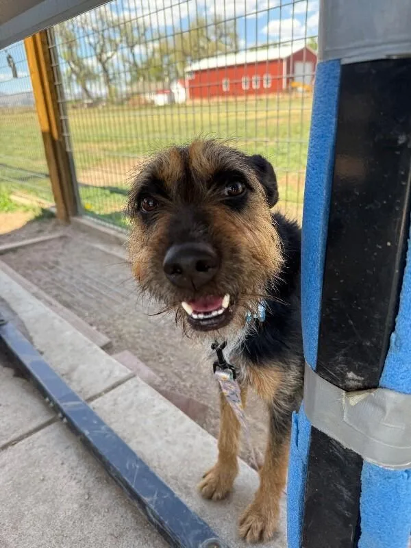An adult medium-sized male Black Airedale Terrier dog named Jig for adoption in Fort Collins, CO
