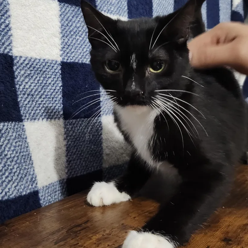 Mcracken thumbnail 2