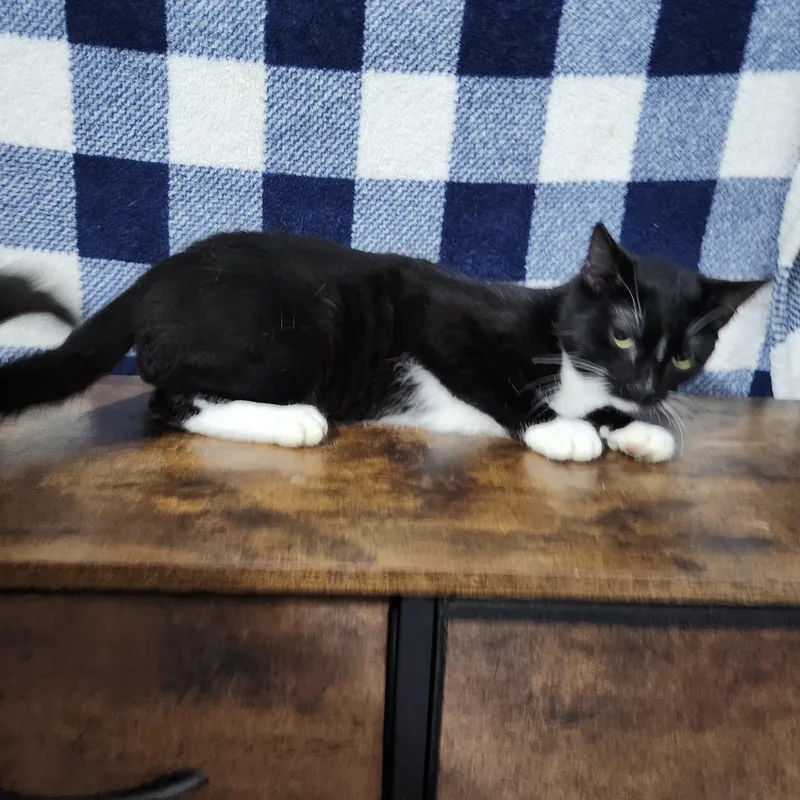 Mcracken thumbnail 4