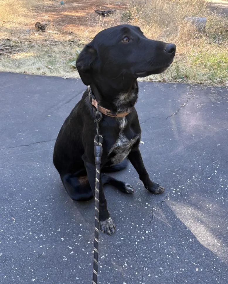 A young medium-sized female Black Labrador Retriever dog named Oreo for adoption in Davis, CA