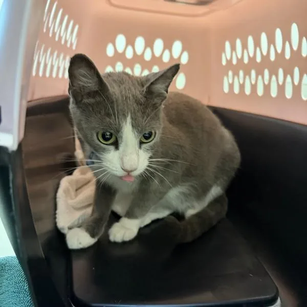 A young medium-sized female Domestic Short Hair cat named Serif for adoption in San Diego, CA