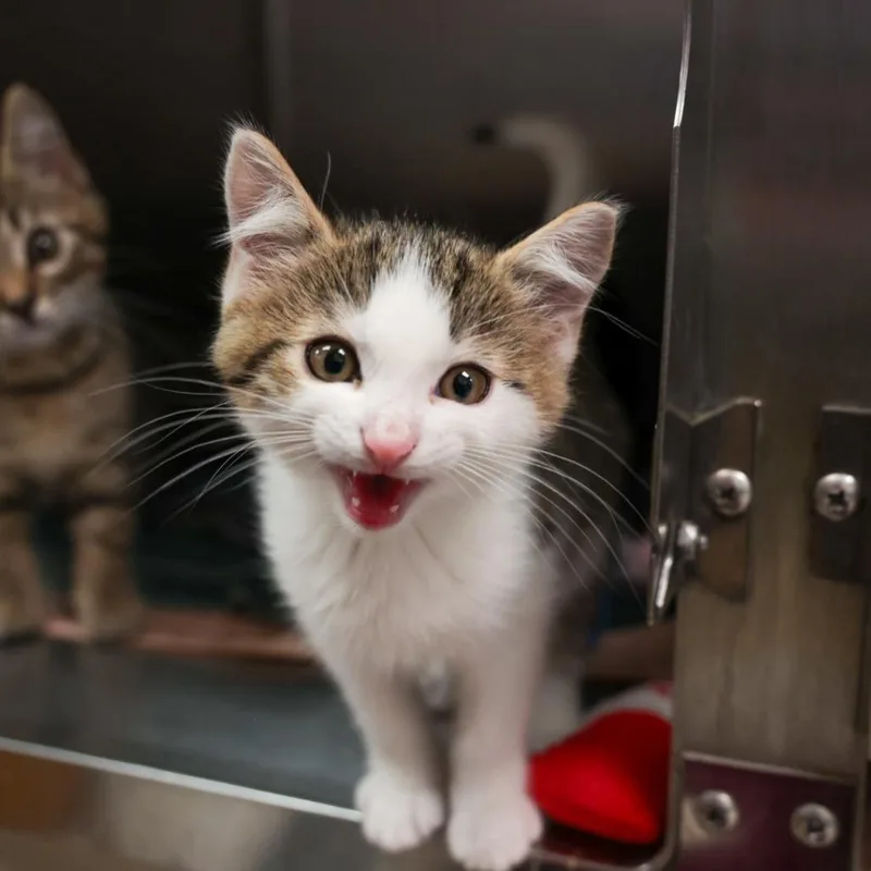 A baby small-sized male Brown / Chocolate Domestic Short Hair cat named Hei Hei for adoption in Santa Barbara, CA