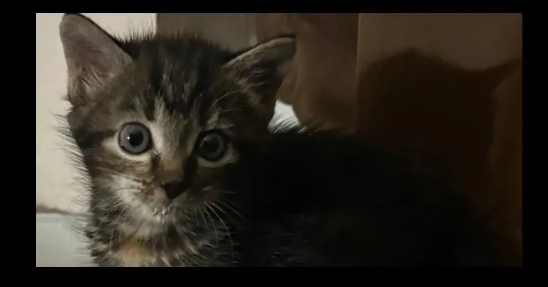 A baby small-sized female Domestic Short Hair cat named Chesapeake for adoption in Tampa, FL