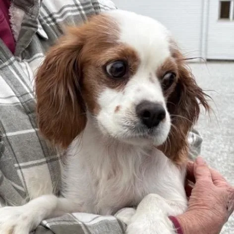 A senior small-sized female White / Cream Cavalier King Charles Spaniel dog named Lizzie for adoption in Normal, IL